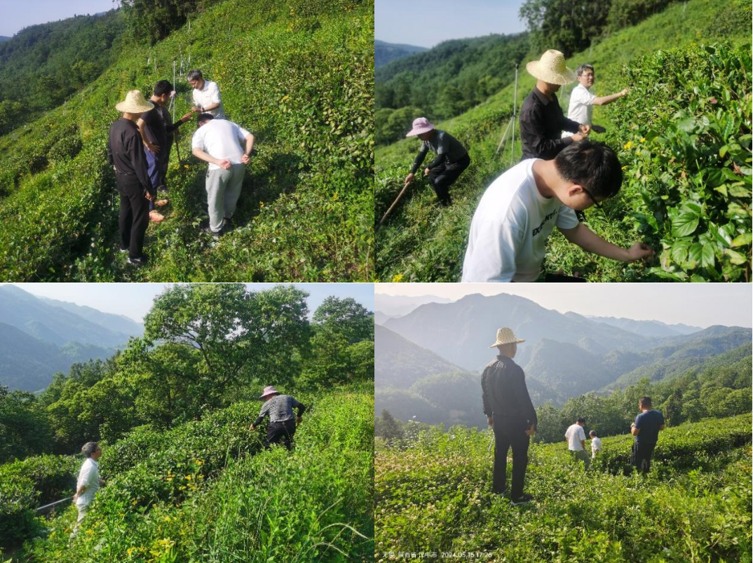 送技術(shù)入茶園---省動(dòng)物所聯(lián)合省生物農業(yè)所赴鎮巴縣茶企指導病蟲(chóng)害防治